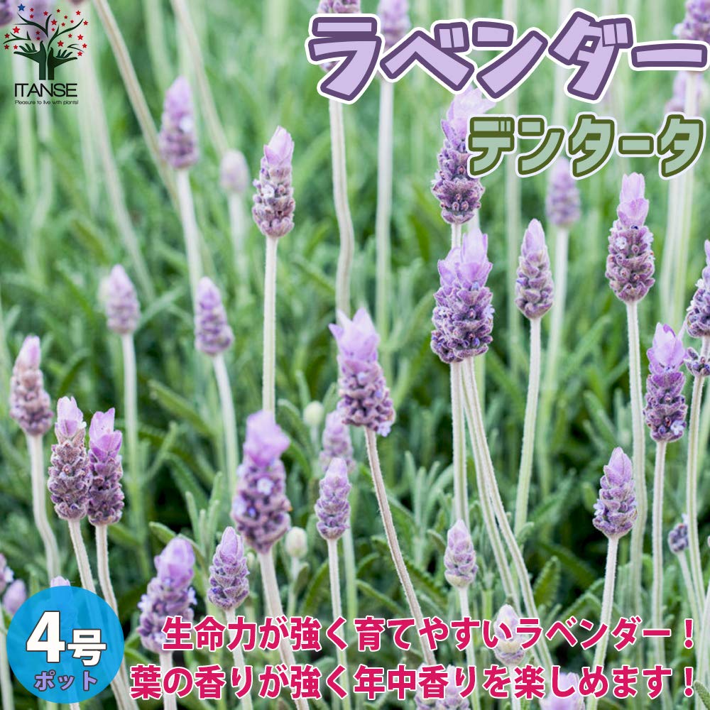 Amazon.co.jp: ITANSE ラベンダー デンタータ 4号 1個売り